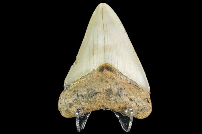 Fossil Megalodon Tooth - North Carolina #109041